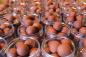 Preview: Fish Mussel Strong Hookbaits 100 g.